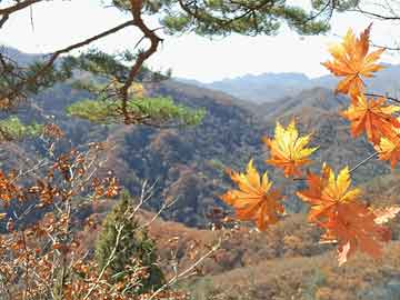 稀土最新價格走勢分析，氧化稀土市場動態速遞