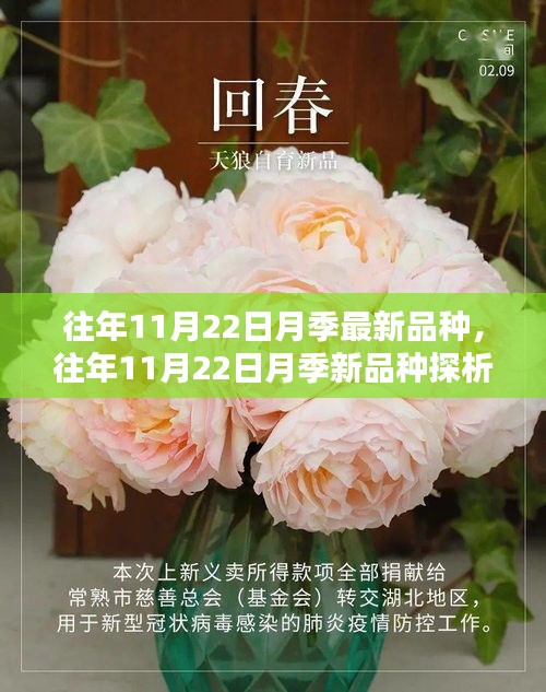 往年11月22日月季最新品種，往年11月22日月季新品種探析，觀點闡述與解析