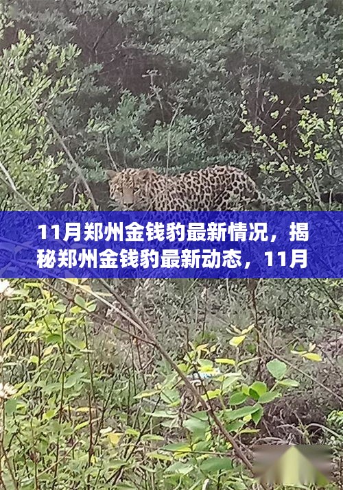 揭秘鄭州金錢豹最新動態，11月的觀察與發現，金錢豹最新情況揭秘