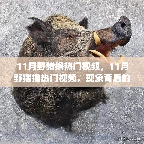 11月野豬擼熱門視頻現(xiàn)象，多元解讀背后的故事