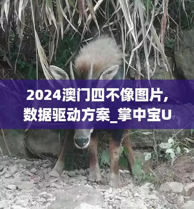 2024澳門四不像圖片,數(shù)據(jù)驅(qū)動方案_掌中寶UZF7.91