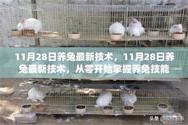 11月28日養兔最新技術，從零開始掌握養兔技能全攻略