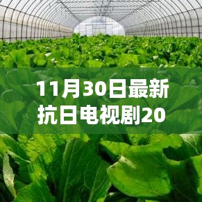 戰(zhàn)火中的綠色征途，抗日電視劇的靜謐啟示（2016年最新）