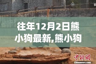 歷年十二月二日觀察解讀，熊小狗現(xiàn)象的最新動(dòng)態(tài)