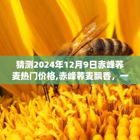 赤峰蕎麥未來(lái)熱門價(jià)格猜想，溫馨之旅探尋蕎麥飄香的價(jià)格走向（2024年12月9日）