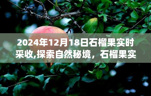 石榴果實約定之旅，探索自然秘境，2024年采收之旅啟程