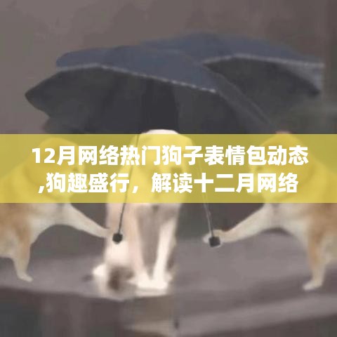 狗趣盛行，解讀十二月網(wǎng)絡熱門狗子表情包背后的文化現(xiàn)象