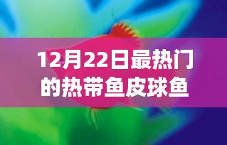 12月22日聚焦，熱帶魚皮球魚熱潮來襲，引領(lǐng)時(shí)尚潮流之選