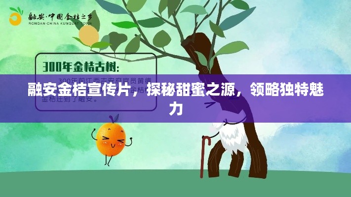 融安金桔宣傳片，探秘甜蜜之源，領略獨特魅力
