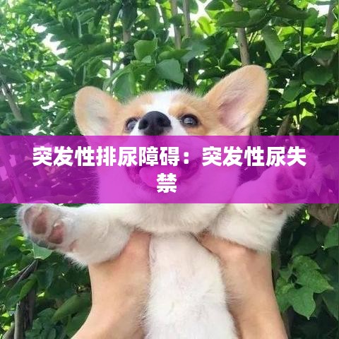 突發(fā)性排尿障礙：突發(fā)性尿失禁 
