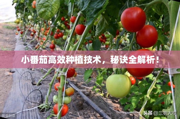鳥盡弓藏 第3頁