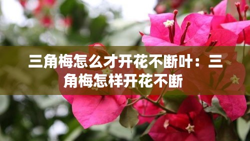 三角梅怎么才開花不斷葉：三角梅怎樣開花不斷 
