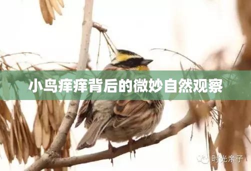 小鳥癢癢背后的微妙自然觀察