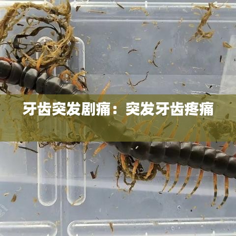 牙齒突發劇痛：突發牙齒疼痛 