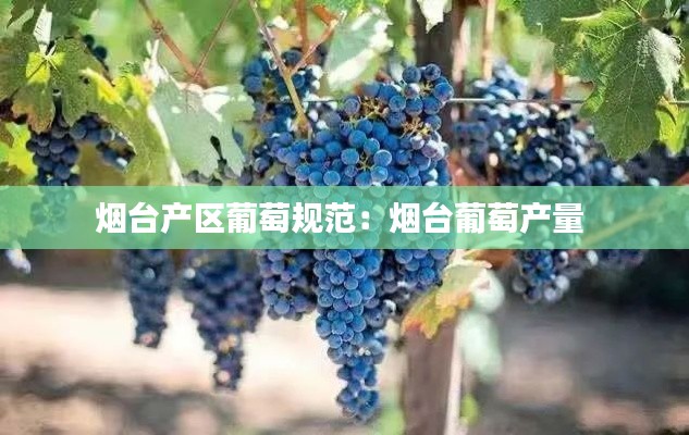 煙臺產區葡萄規范：煙臺葡萄產量 
