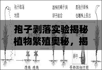 孢子剝落實(shí)驗(yàn)揭秘植物繁殖奧秘，揭開神秘面紗，探尋生命之源