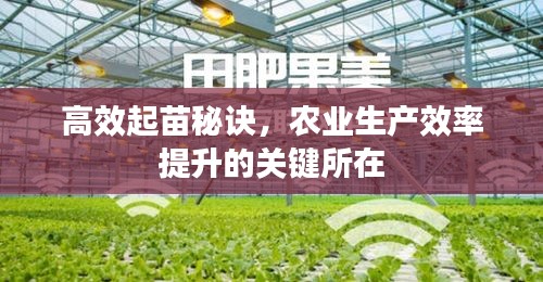 高效起苗秘訣，農業(yè)生產效率提升的關鍵所在