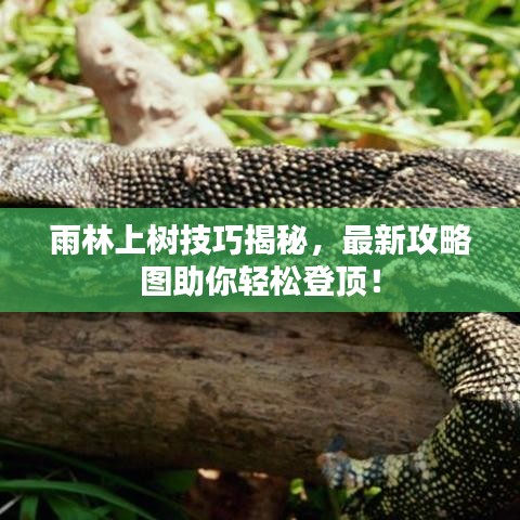 雨林上樹技巧揭秘，最新攻略圖助你輕松登頂！