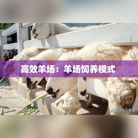 高效羊場：羊場飼養模式 