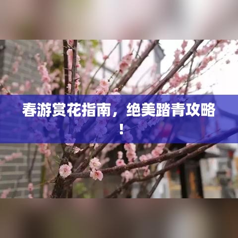 春游賞花指南，絕美踏青攻略！