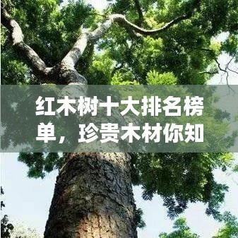 紅木樹十大排名榜單，珍貴木材你知多少？