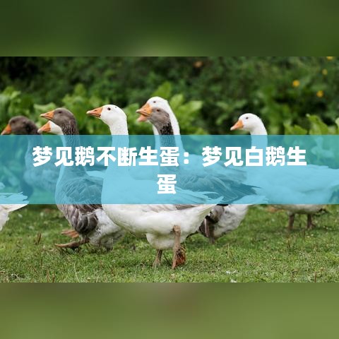 夢(mèng)見鵝不斷生蛋：夢(mèng)見白鵝生蛋 