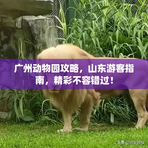 廣州動物園攻略，山東游客指南，精彩不容錯過！