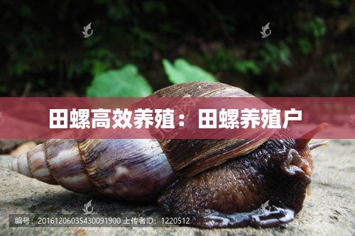田螺高效養殖：田螺養殖戶 