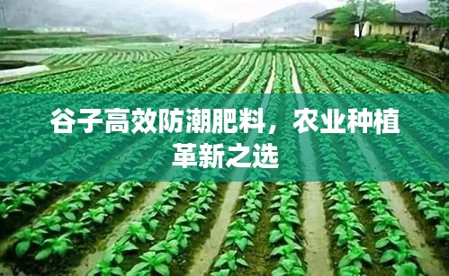 谷子高效防潮肥料，農業(yè)種植革新之選