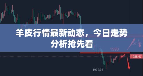 羊皮行情最新動態，今日走勢分析搶先看