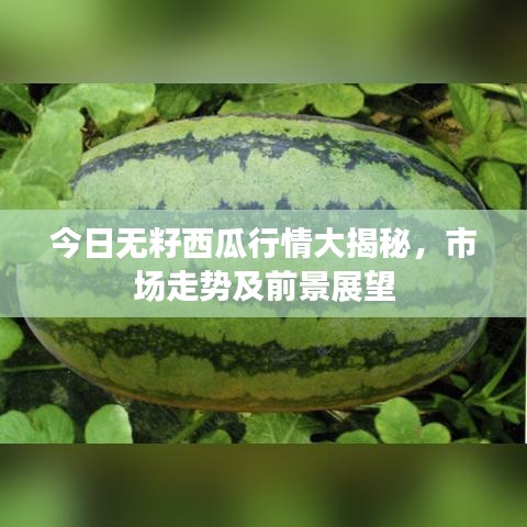 今日無(wú)籽西瓜行情大揭秘，市場(chǎng)走勢(shì)及前景展望