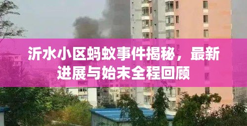 沂水小區螞蟻事件揭秘，最新進展與始末全程回顧