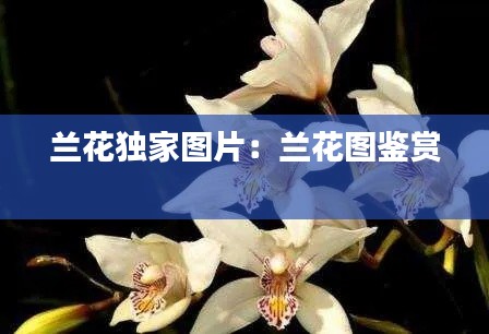 蘭花獨(dú)家圖片：蘭花圖鑒賞 