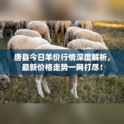 唐縣今日羊價行情深度解析，最新價格走勢一網(wǎng)打盡！