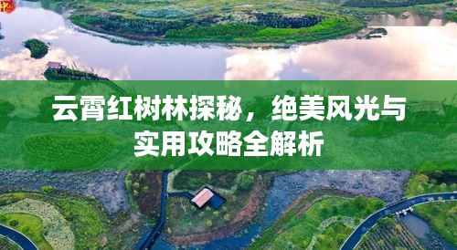 云霄紅樹林探秘，絕美風(fēng)光與實用攻略全解析
