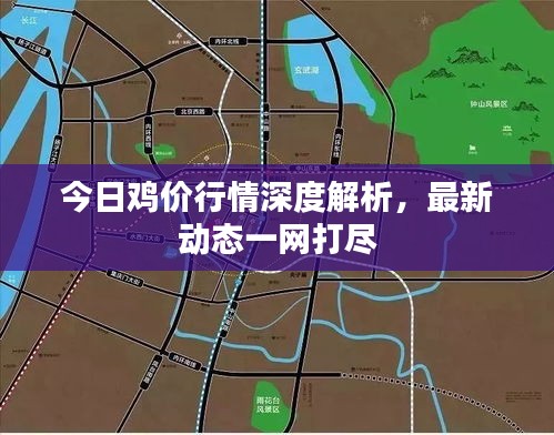 今日雞價行情深度解析，最新動態(tài)一網打盡
