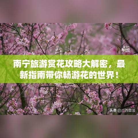 南寧旅游賞花攻略大解密，最新指南帶你暢游花的世界！