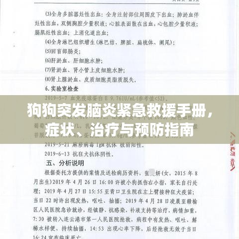 狗狗突發(fā)腦炎緊急救援手冊(cè)，癥狀、治療與預(yù)防指南
