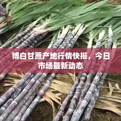 博白甘蔗產(chǎn)地行情快報(bào)，今日市場(chǎng)最新動(dòng)態(tài)