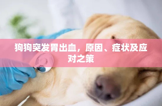 狗狗突發(fā)胃出血，原因、癥狀及應(yīng)對(duì)之策