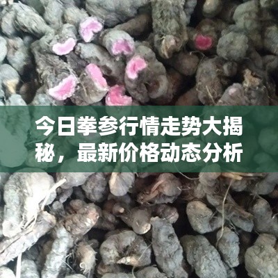 今日拳參行情走勢大揭秘，最新價格動態分析！