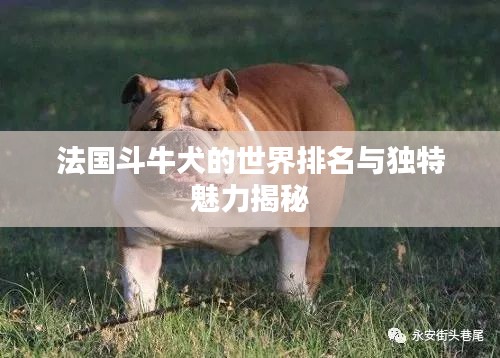 法國斗牛犬的世界排名與獨(dú)特魅力揭秘