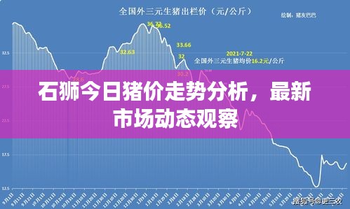 石獅今日豬價走勢分析，最新市場動態(tài)觀察