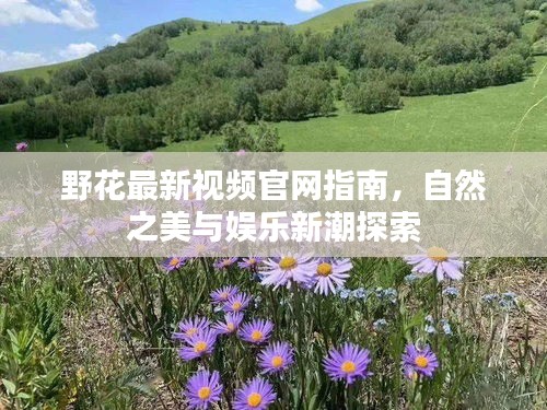 野花最新視頻官網指南，自然之美與娛樂新潮探索