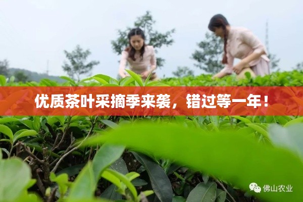 優(yōu)質(zhì)茶葉采摘季來襲，錯過等一年！