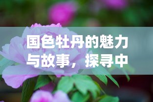 國(guó)色牡丹的魅力與故事，探尋中國(guó)傳統(tǒng)花卉的絢麗篇章