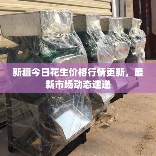 新疆今日花生價格行情更新，最新市場動態速遞