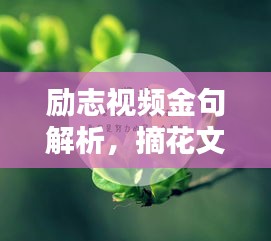 勵志視頻金句解析，摘花文案喚醒生命之光