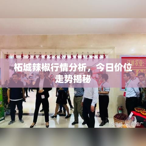 柘城辣椒行情分析，今日價位走勢揭秘