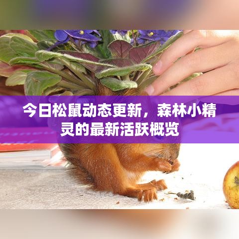 今日松鼠動(dòng)態(tài)更新，森林小精靈的最新活躍概覽